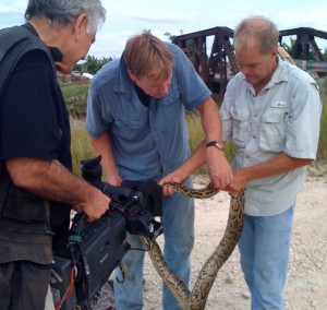 Hunters capture a Burmese python at the edge of the Everglades.